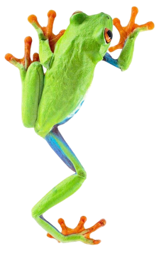 frog-e1712353080597